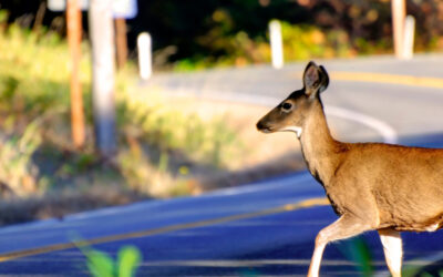 Deer Season Driving Checklist: Stay Safe with Paul Labonte Insurance in Fairhaven, MA