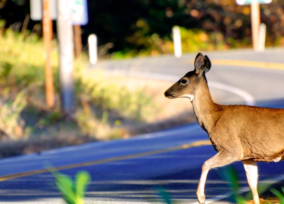 Deer Season Driving Checklist: Stay Safe with Paul Labonte Insurance in Fairhaven, MA